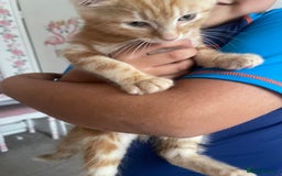 Asian cats for sale: Our lovely kitten needs to be rehome - Image 3