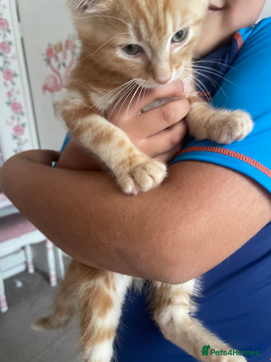 Asian cats for sale: Our lovely kitten needs to be rehome - Image 3