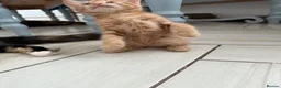 Mixed Breed cats for sale: 3 Playful & Sociable Ginger Kittens   - Advert 11