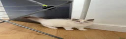 Ragdoll cats for sale: Stunning READY TO LEAVE RAGDOLLS - Advert 3
