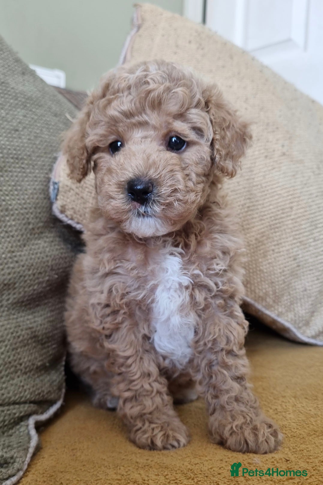 Maltipoo dogs Beautiful Maltipoo Puppies ,hypoallergenic.  - Advert 4
