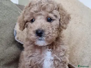 Maltipoo dogs Beautiful Maltipoo Puppies ,hypoallergenic. - Advert 4