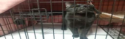 Maine Coon cats for sale: maine coon cross in Tiverton - Advert 4