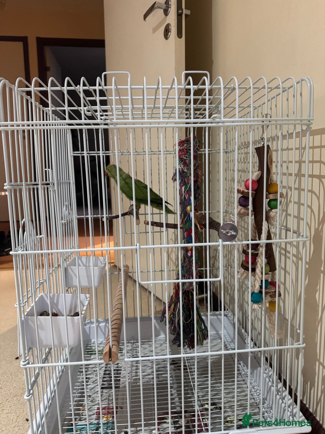 Ringnecks birds for sale: Ring neck male  - Advert 3