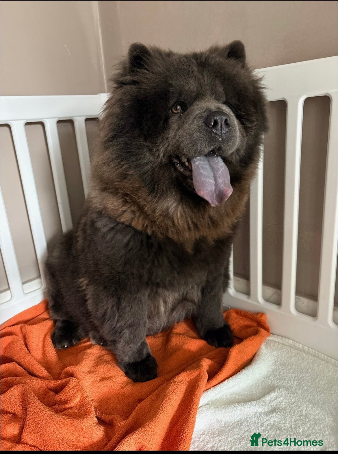 Chow Chow dogs Chow Chow puppies for sale DWKC 🐶 - Advert 2