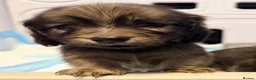Miniature Dachshund dogs for sale: Shaded cream long hair amazing dachshunds puppies - Advert 18