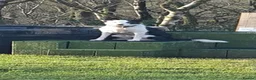 Border Collie dogs for sale: Border collie 4 years old in Crook - Advert 3