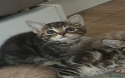 Mixed Breed cats for sale: WELL RAISED KITTYS 4 BEST HOMES ONLY……❤️ - Image 7