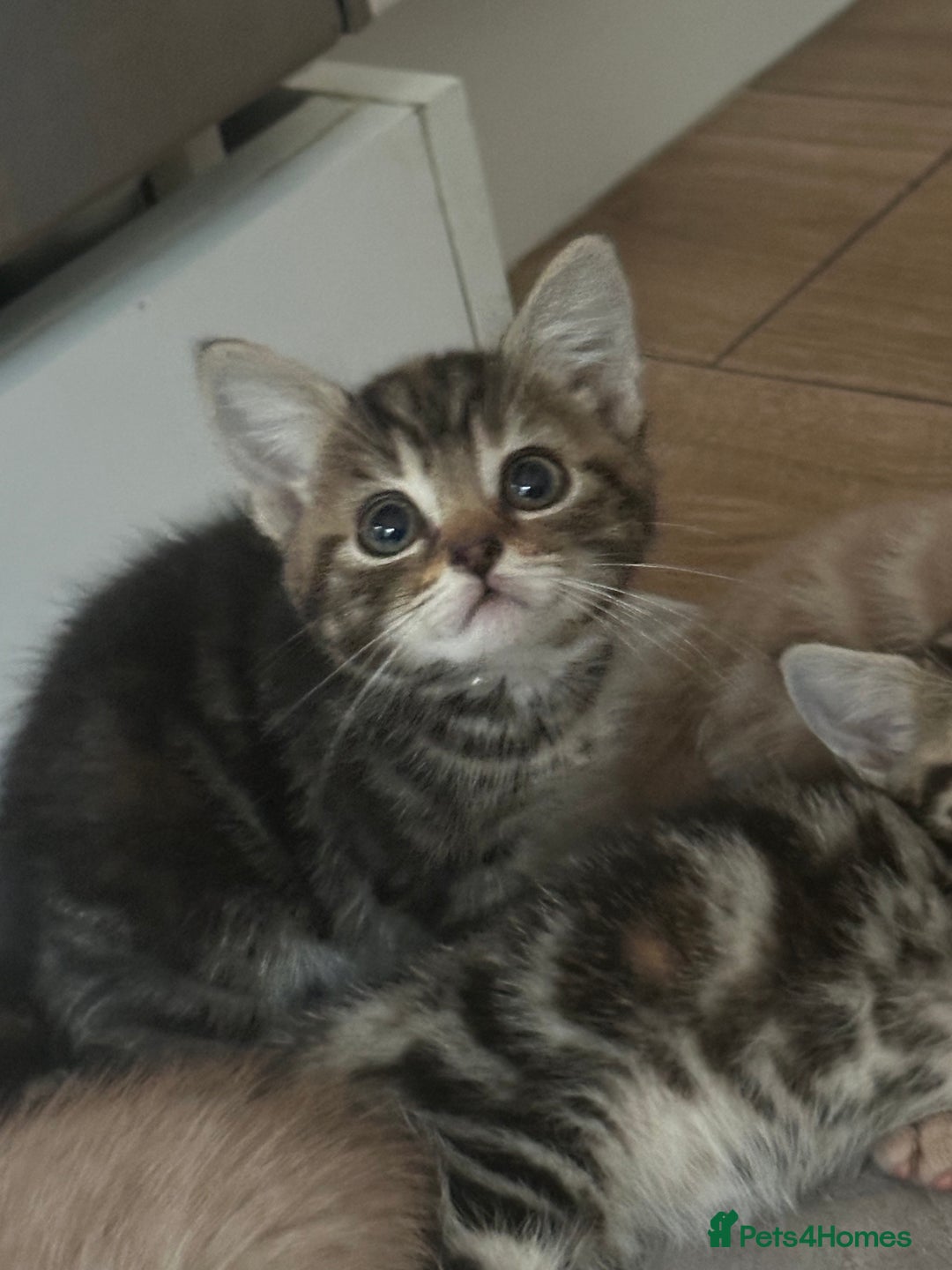 Mixed Breed cats for sale: WELL RAISED KITTYS 4 BEST HOMES ONLY……❤️ - Image 7