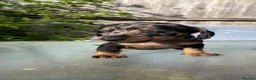 Dachshund dogs for sale: Stunning mini dachshunds  - Advert 4