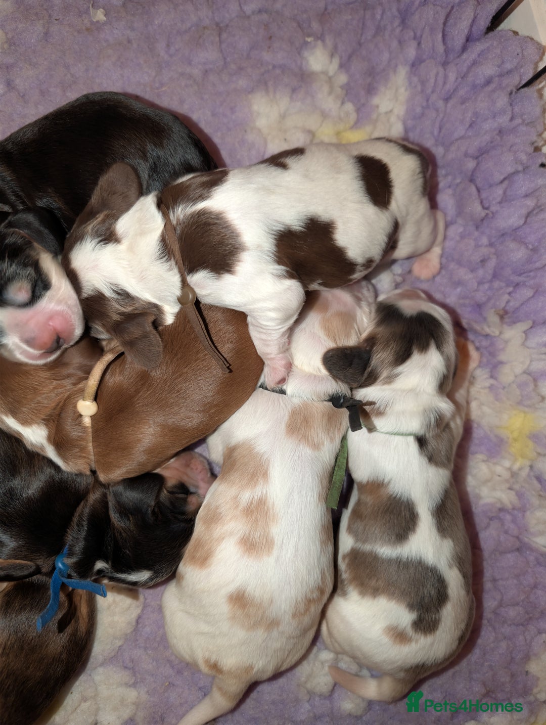 Cocker Spaniel dogs for sale: CHAMPION BLOODLINE SHOW COCKER BOY PUPPIES  - Advert 14