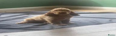 Cocker Spaniel Harold