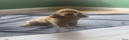 Cocker Spaniel dogs for sale: 🐶Health tested show cockers 🐕‍🦺🐾🐾🐾 - Advert 12