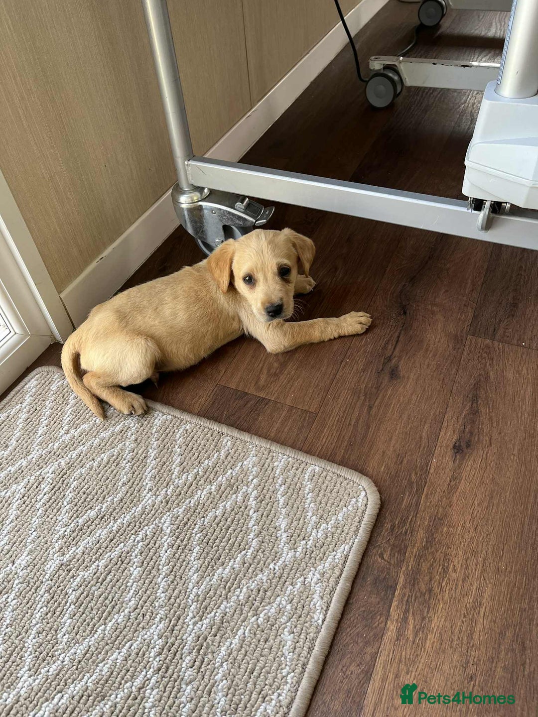 Labrador Retriever dogs for sale: Working Labrador retrievers - Advert 5