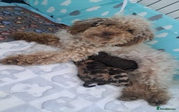 Miniature Poodle dogs for sale: Mini poodle puppies  - Image 5