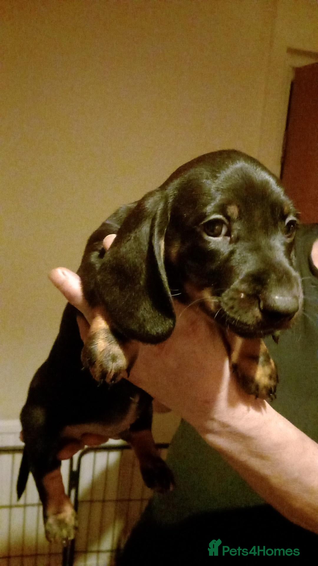 Dachshund dogs for sale: Dachshund puppies - Advert 5