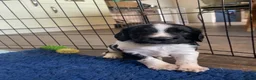 English Springer Spaniel dogs for sale: Working English Springer Spaniel Puppies - Advert 24