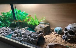 Leopard Gecko reptiles for sale: Leopard gecko vivarium and accessories for sale  - Image 2