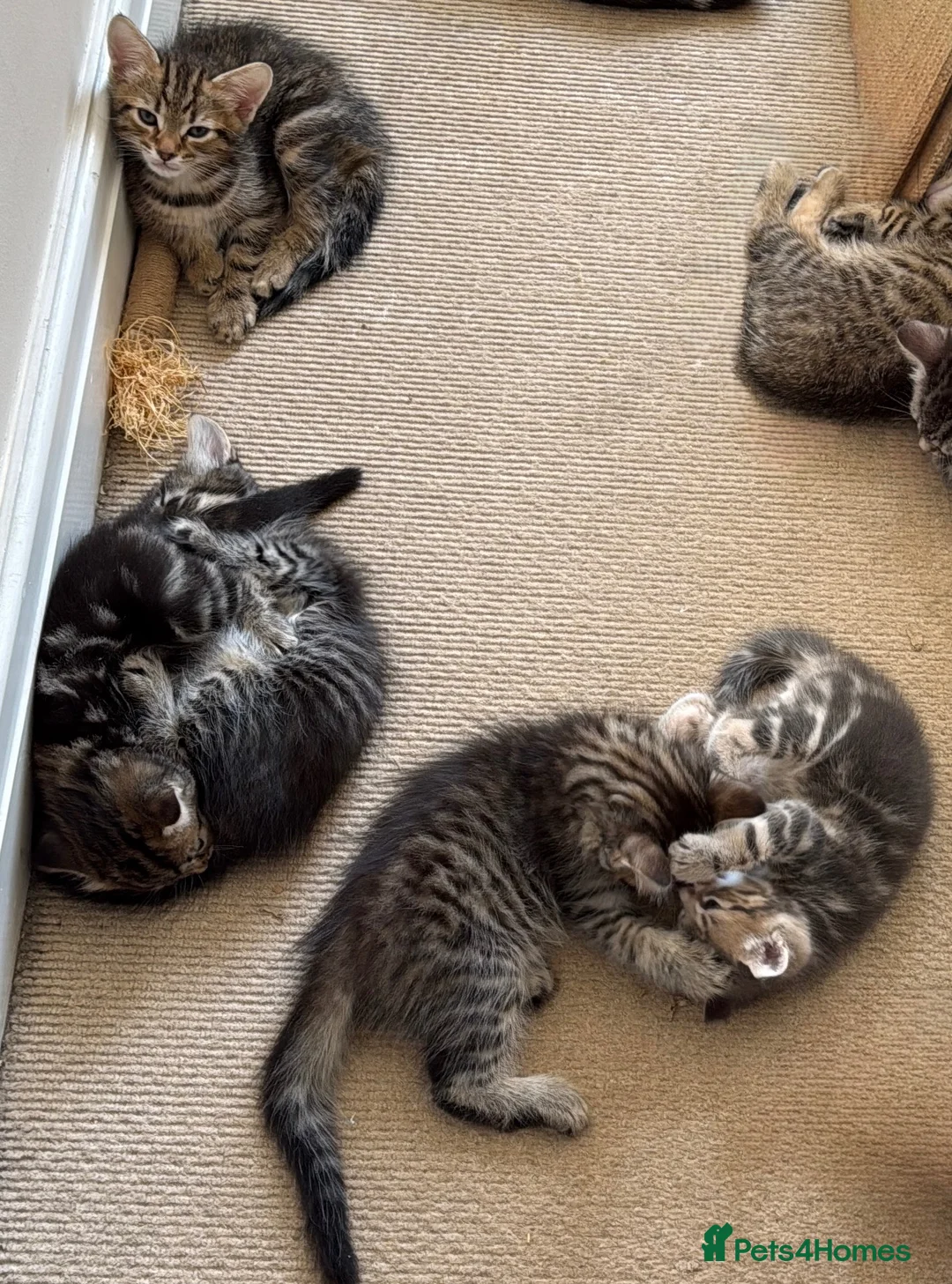 Mixed Breed cats for sale: Adorable Fluffy Tabby MaineCoon mixed Kitten🐱💕  - Advert 30