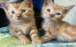 Mixed Breed cats for sale: 9week old ginger kitten  - Image 2