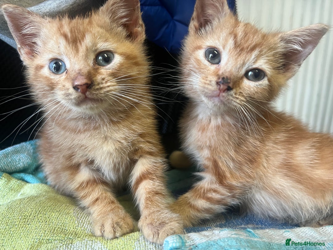 Mixed Breed cats for sale: 9week old ginger kitten  - Image 2