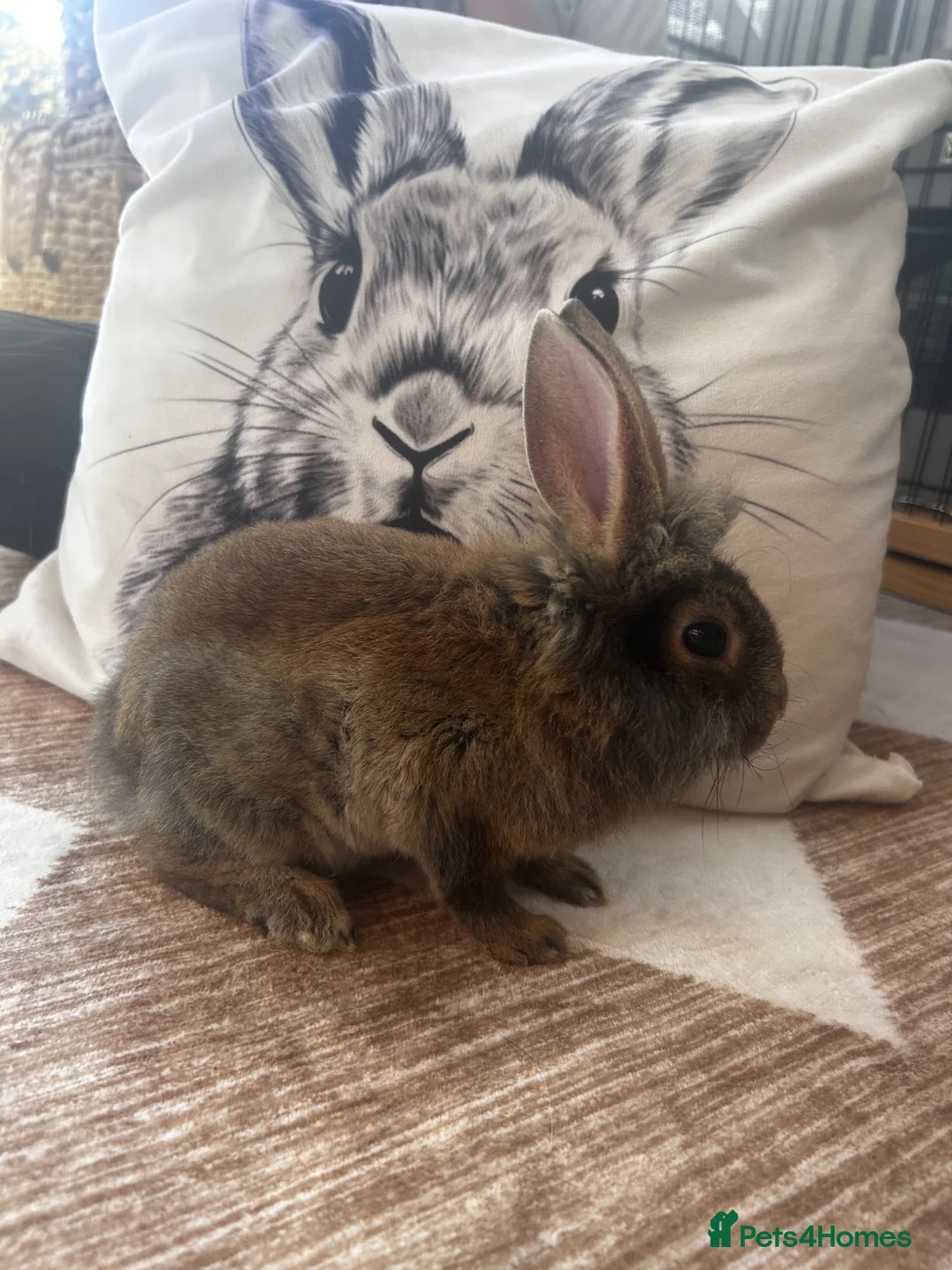 Lionhead rabbits for sale: Six lionhead babies for sale £50 each - Advert 1
