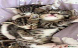 Mixed Breed cats for sale: 6 kittens not ready till 14th August  - Image 27