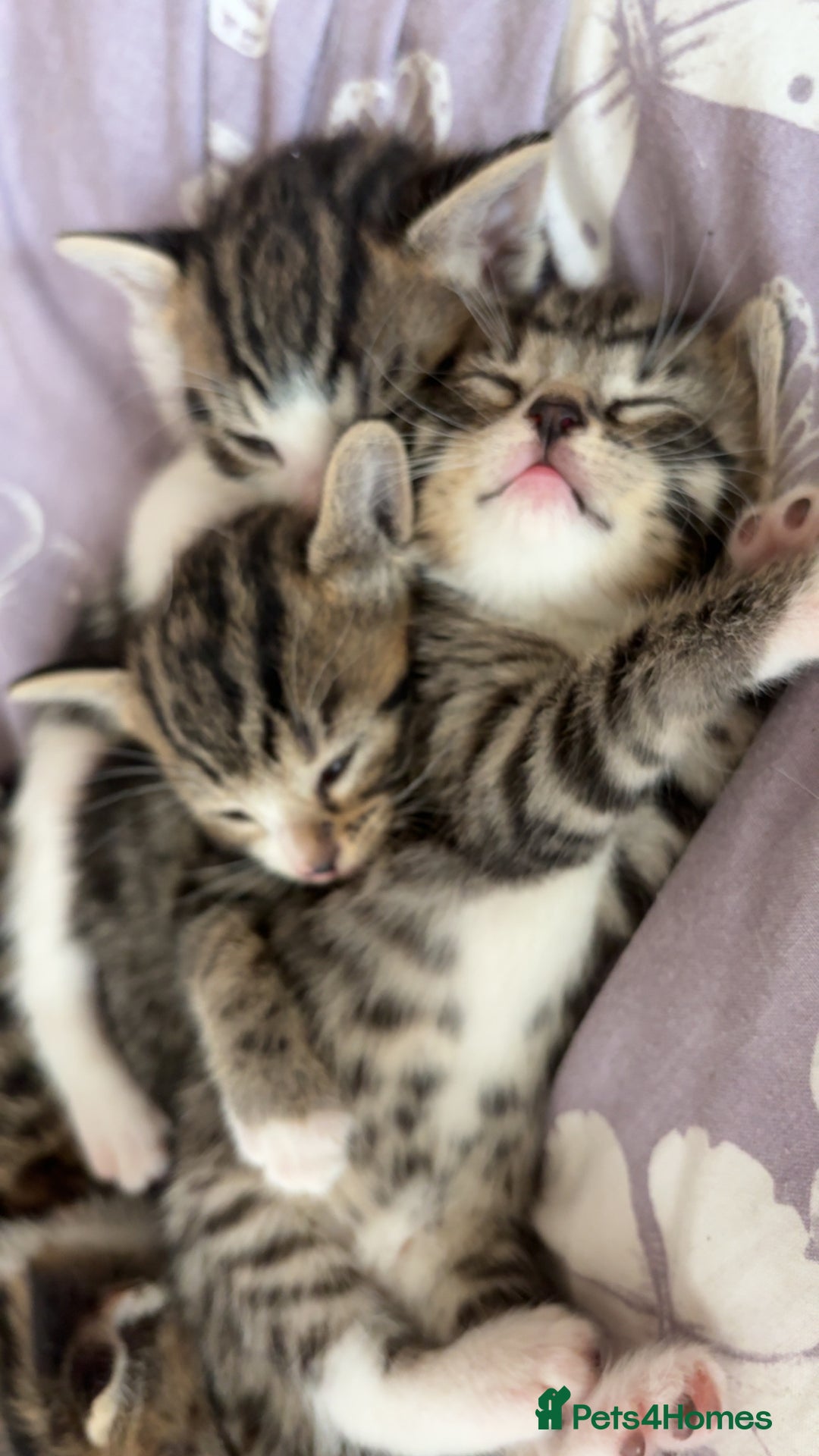 Mixed Breed cats for sale: 6 kittens not ready till 14th August  - Image 27