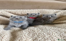 British Shorthair cats for sale: 3 chunky beautiful British shorthair  - Image 1