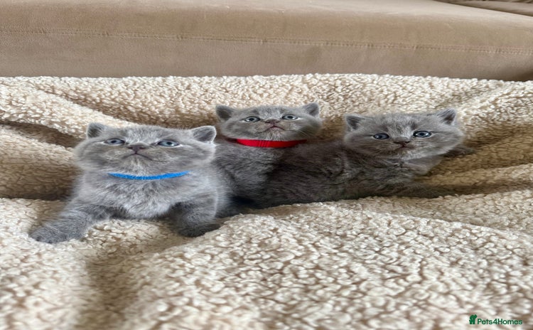 British Shorthair cats - Advert 1