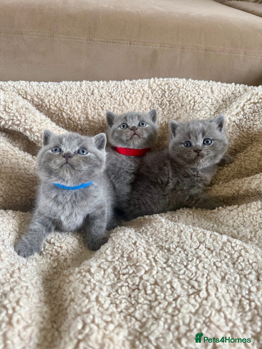 British Shorthair cats for sale: 3 chunky beautiful British shorthair  - Image 1