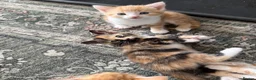 Mixed Breed cats for sale: Two Ginger Male Kittens  in Bicester - Advert 22