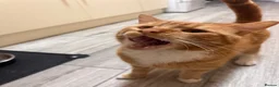 Domestic Shorthair cats for sale: Fudge and Tacco  - Advert 6