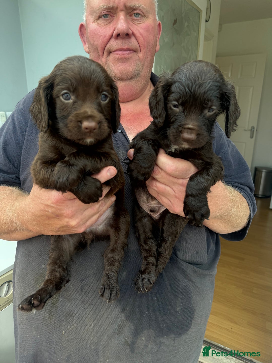 Sprocker dogs for sale: A beautiful litter 11 Sprocker Spaniel Puppies .   - Image 4
