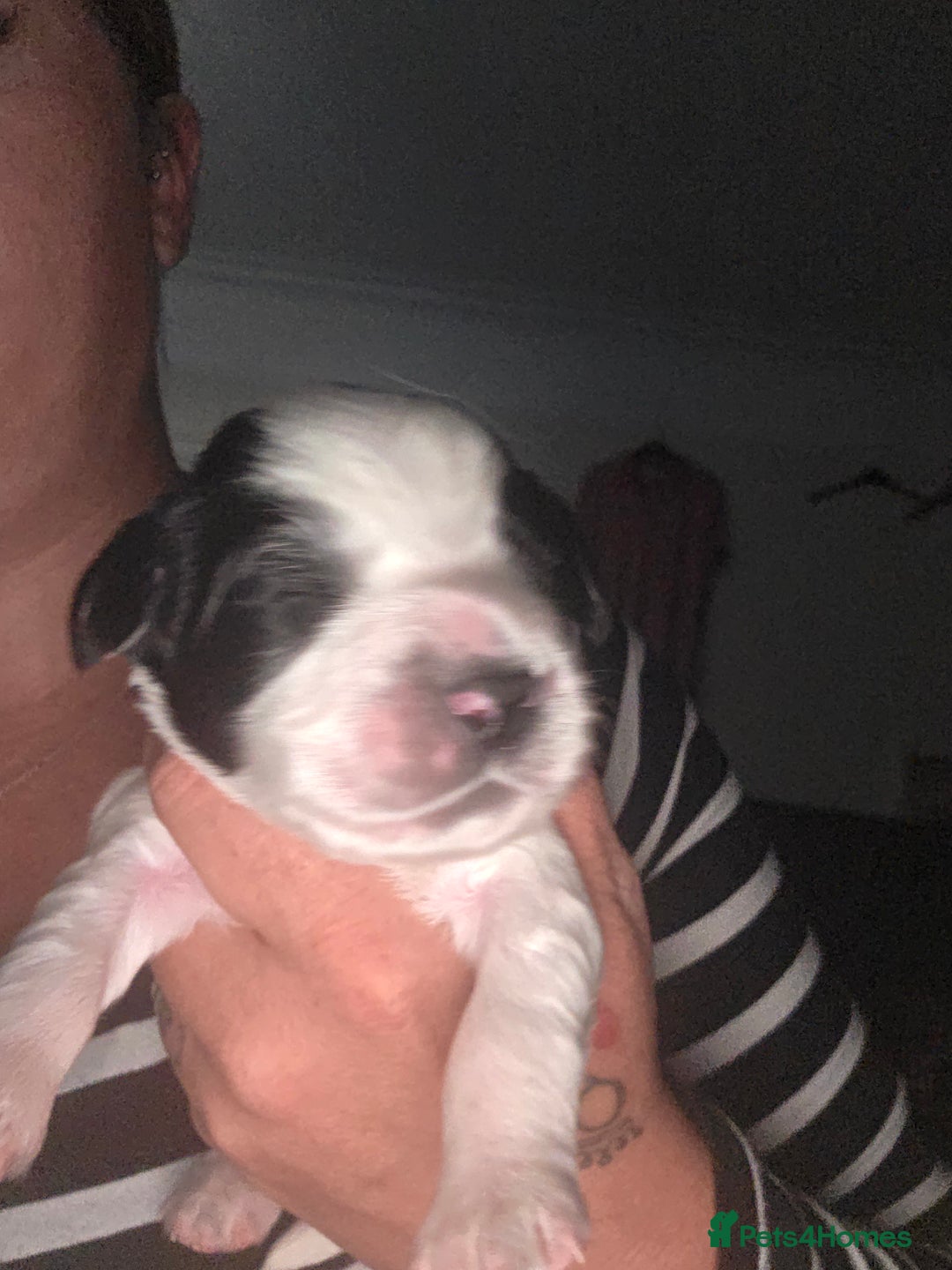 Sprocker dogs for sale: 6 Sprocker Pups - Image 4