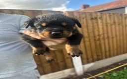 Rottweiler dogs for sale: Rottweiler puppies  - Image 3