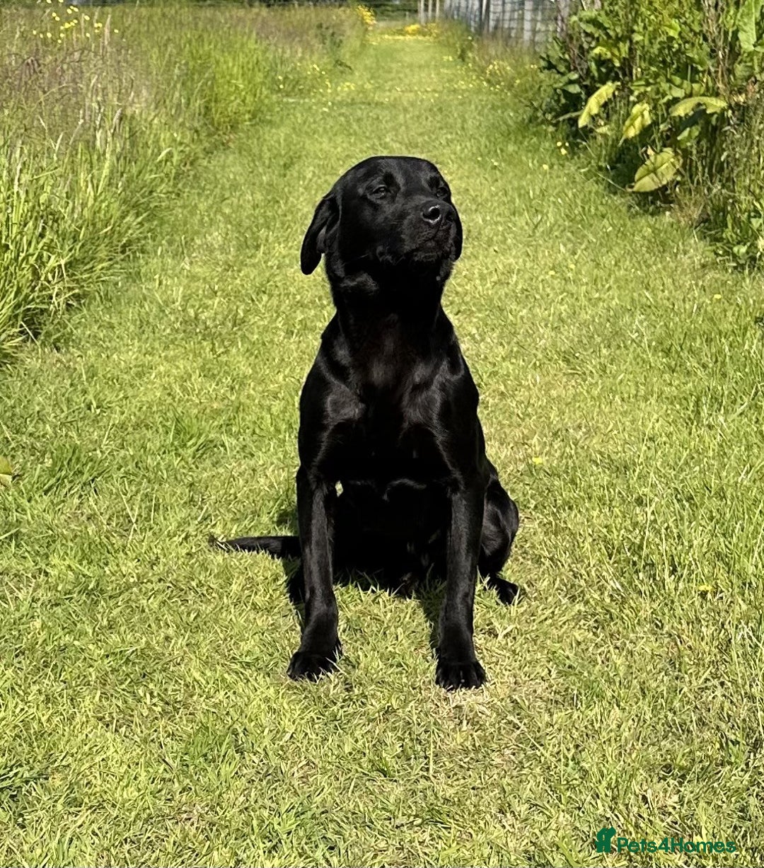 Labrador Retriever dogs for stud: Fully health tested, Black Labrador  in Alton - Image 3