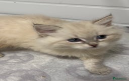 Siberian cats for sale: Tica registered kittens - Image 13