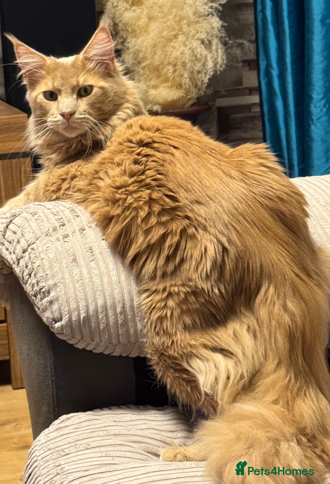 Maine Coon cats for stud: Pedigree active registered Maine coon boy for stud - Advert 3
