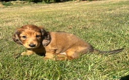 Dachshund dogs for sale: 2 American Red Long Haired Dachshund Puppies - Image 17
