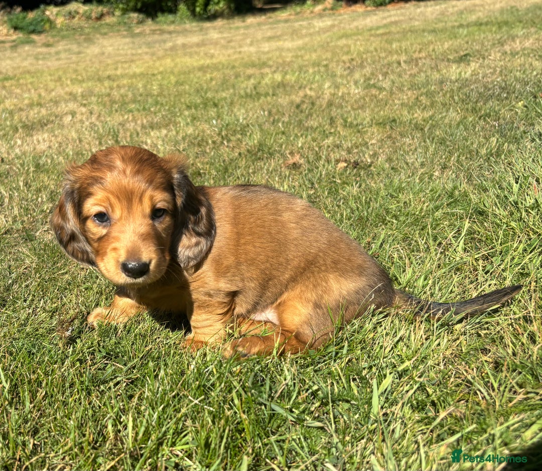 Dachshund dogs for sale: 2 American Red Long Haired Dachshund Puppies - Image 17