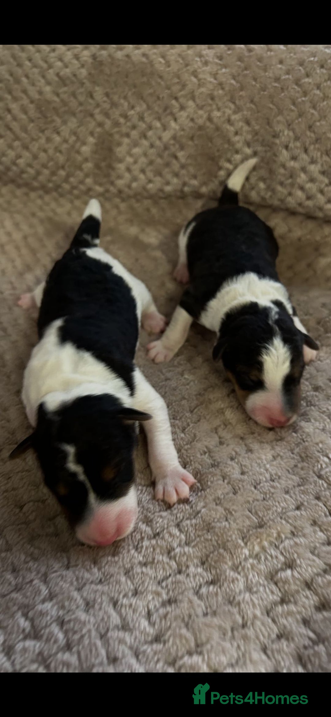 Fox Terrier dogs for sale: Exceptional Wire Haired Fox Terrier Puppies  - Image 3
