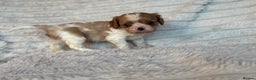 Cavalier King Charles Spaniel dogs for sale: Cavalier King Charles spaniel puppies - Advert 6