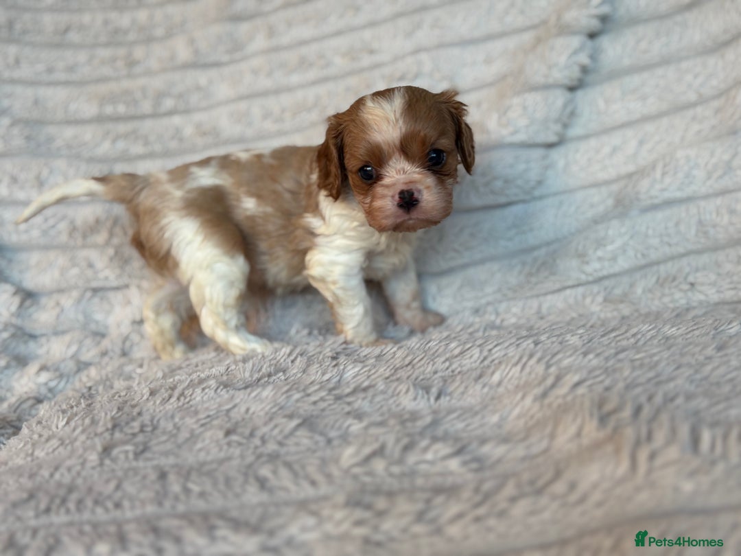 Cavalier King Charles Spaniel dogs for sale: Cavalier King Charles spaniel puppies - Advert 6