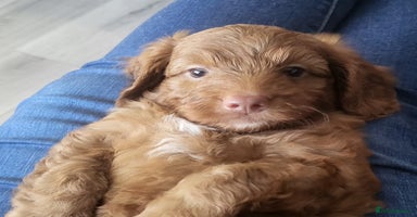 Cockapoo dogs - Advert 8