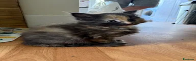 Maine Coon Kitten 3