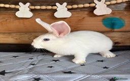 Mixed Breed rabbits for sale: 2 baby bunnies ready for new homes - Image 5