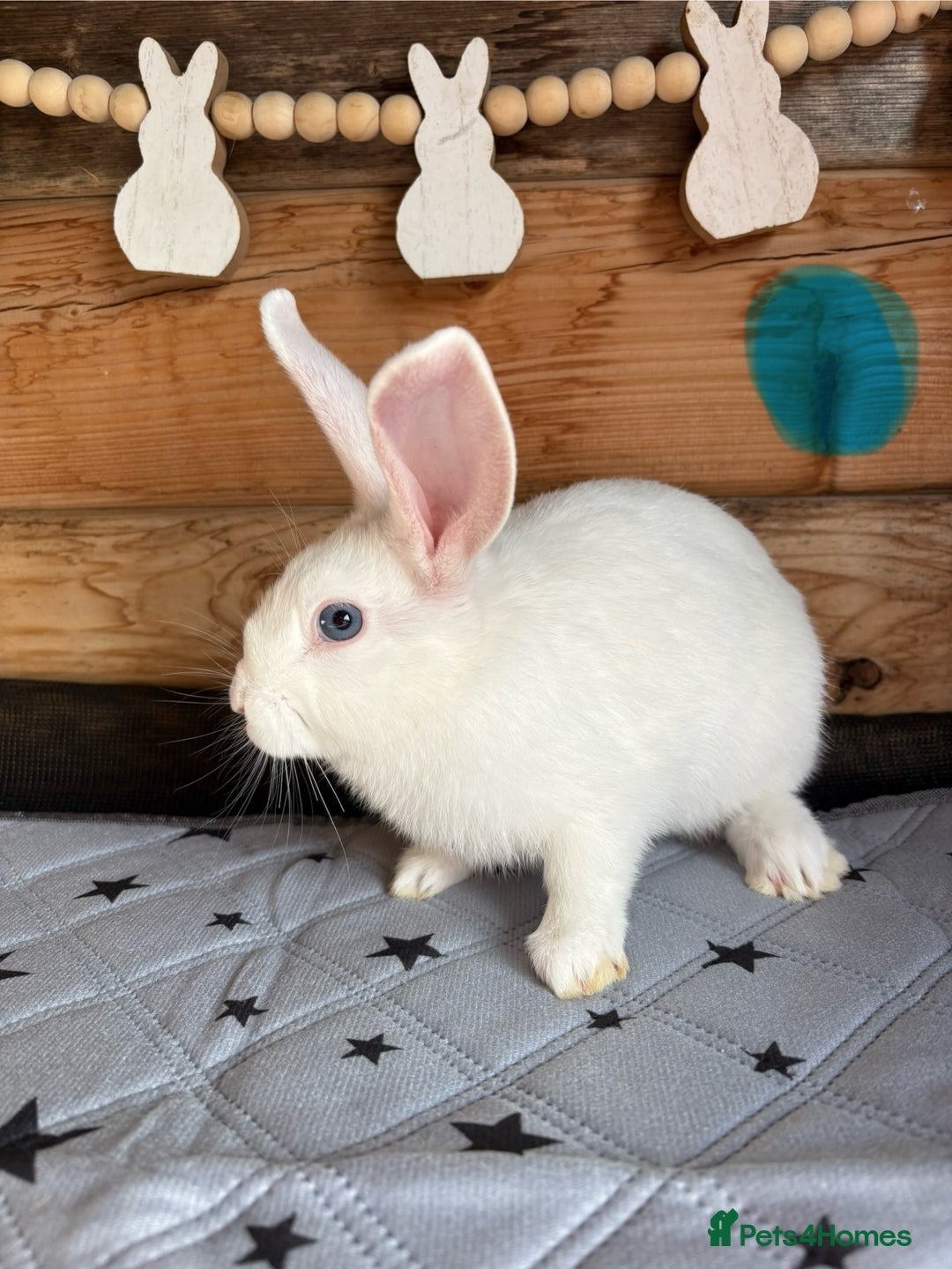 Mixed Breed rabbits for sale: 2 baby bunnies ready for new homes - Image 5