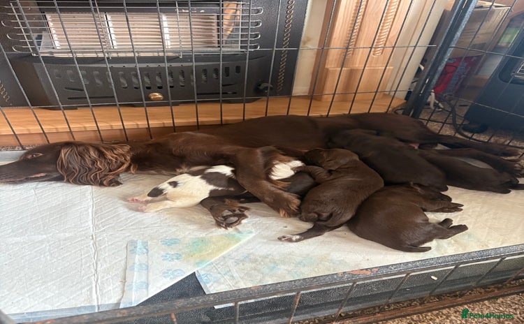 Sprocker dogs - Advert 14