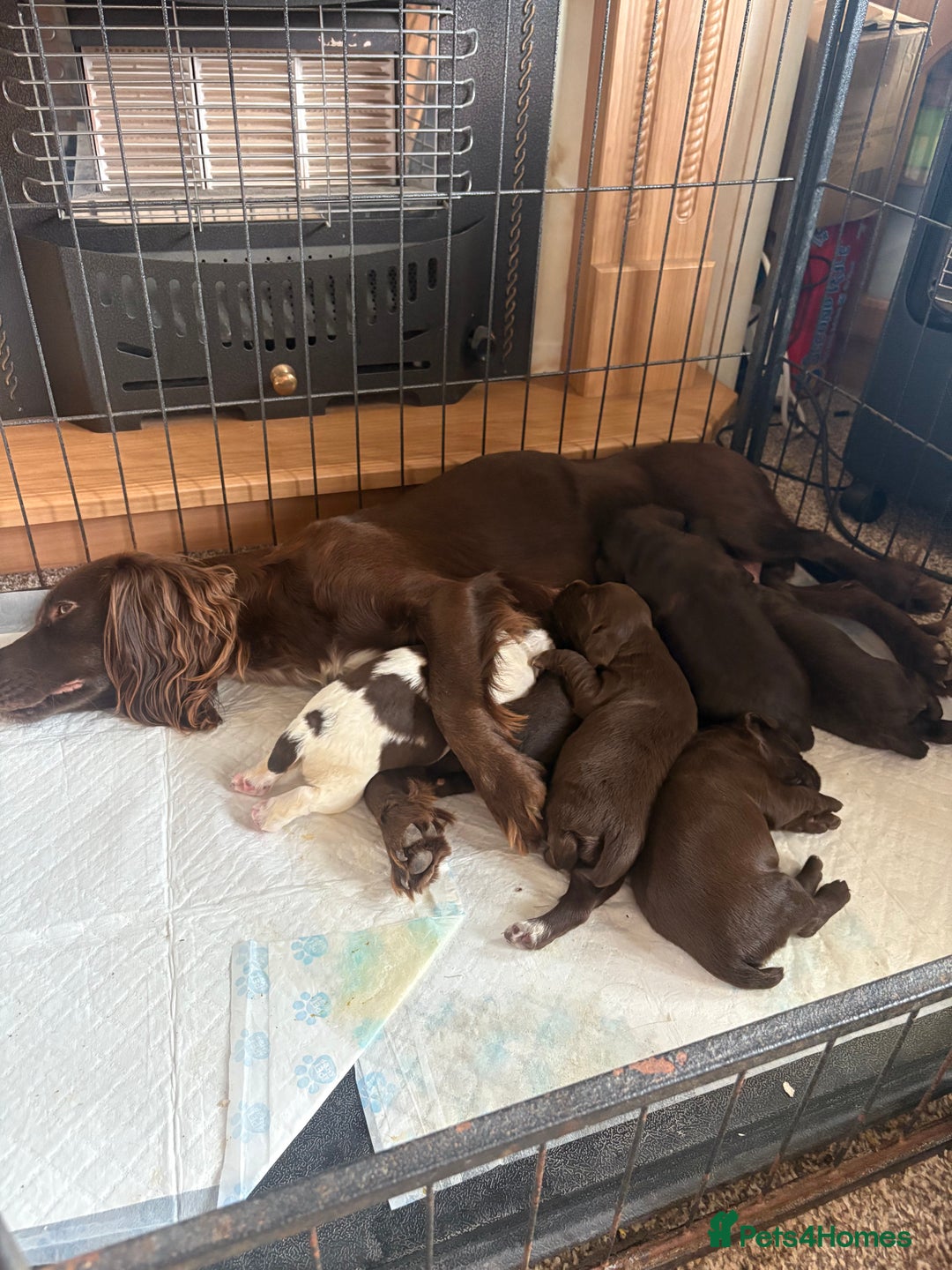 Sprocker dogs for sale: Sprocker puppies - Image 1